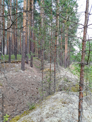 Pine forest on a sunny day photo