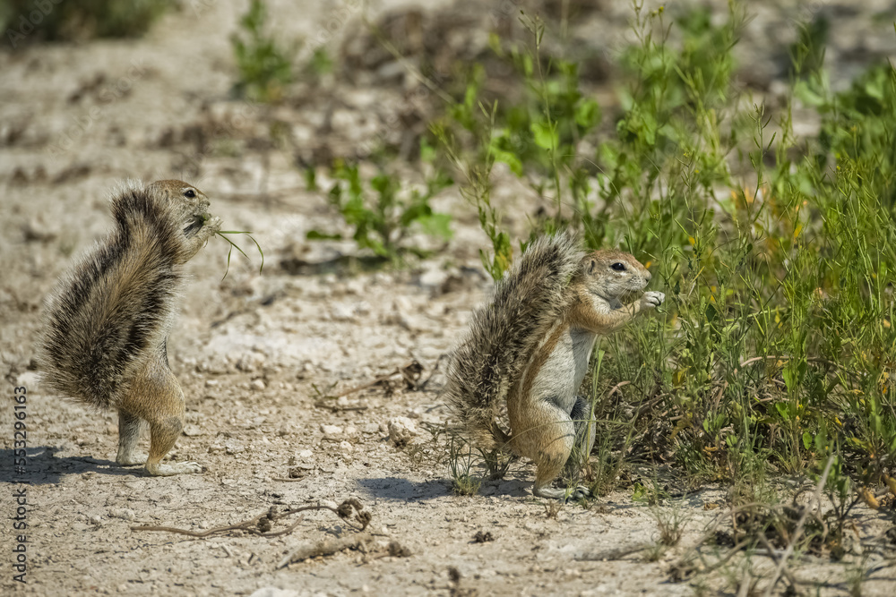 Cape ground squirrel, Xerus inauris, in Namibia. Cape ground squirrel, Xerus inauris, in Namibia.