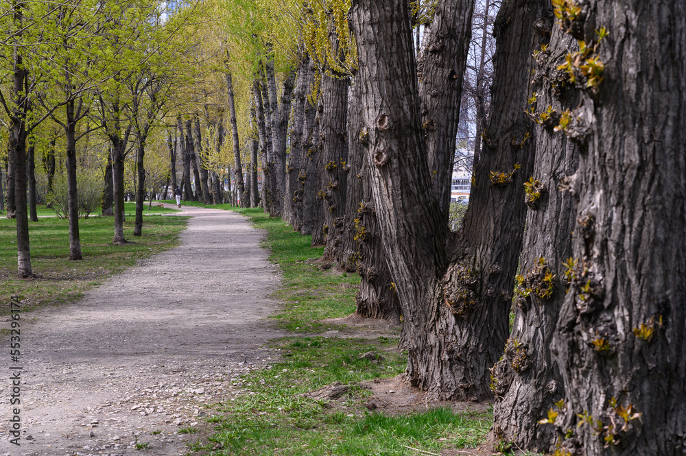 Green alley with trees in the park