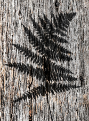 Shadow of autum fern frond (Dryopteris erythrosora) on old piece of wood.