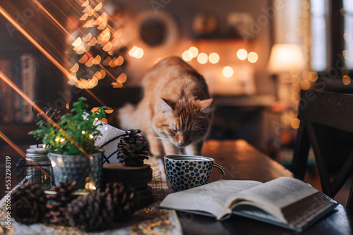 book, cup and yellow cat on a dark table with glittering lights background