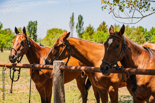 Caballo de polo en su palenque