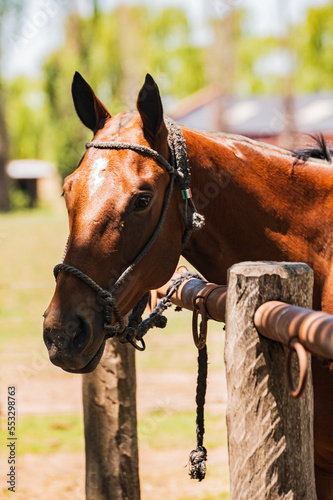 Caballo de polo en su palenque