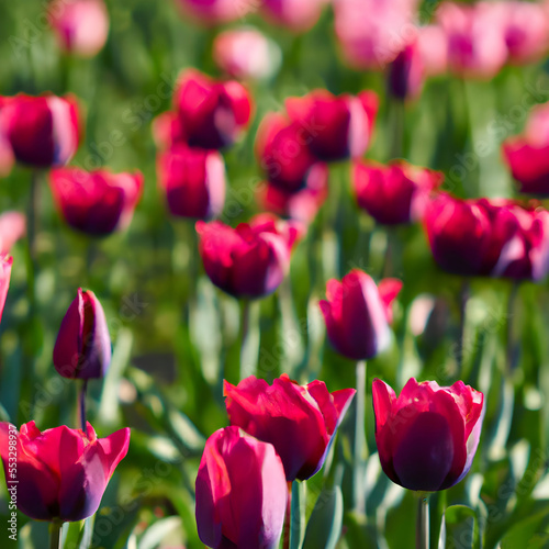 field of red tulips. Generative AI.