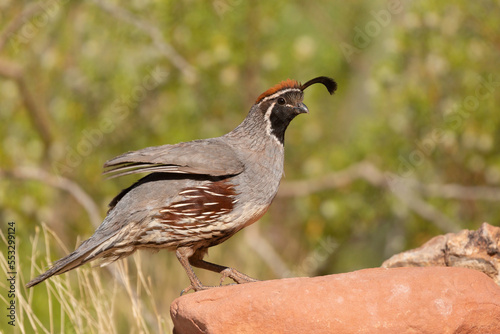 A male Gambel's quail has just hopped up onto a red sandstone boulder. He's in mid step with his wings partly extended. An out of focus creosote bush makes up the background. photo