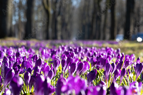 blooming field of crocuses in public garden on a sunny morning in spring