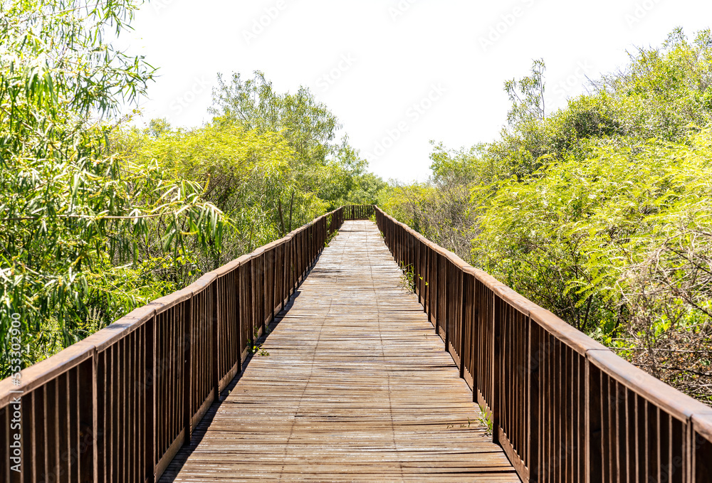 View of a wooden trail between trees in Iberá Wetlands Provincial Park, Corrientes, Argentina