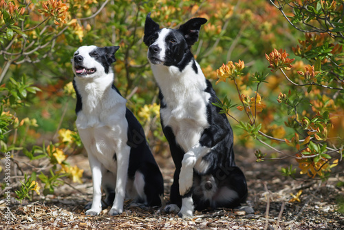 Two cute black and white short-haired Border Collie dogs (male and female) posing together sitting in a park next to blooming yellow Azalea shrubs in summer © Eudyptula