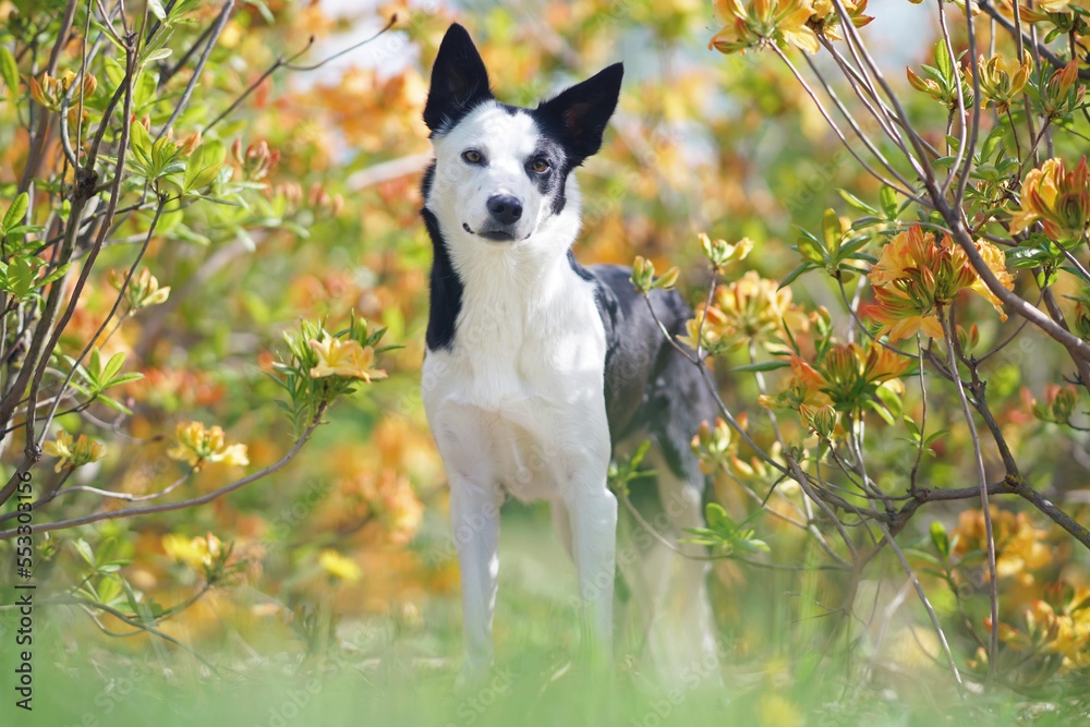 Adorable black and white short-haired Border Collie dog posing outdoors standing in a green grass next to blooming yellow Azalea shrubs in summer