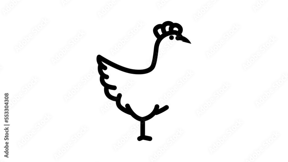 chicken farm bird line icon animation chicken farm bird line icon animation