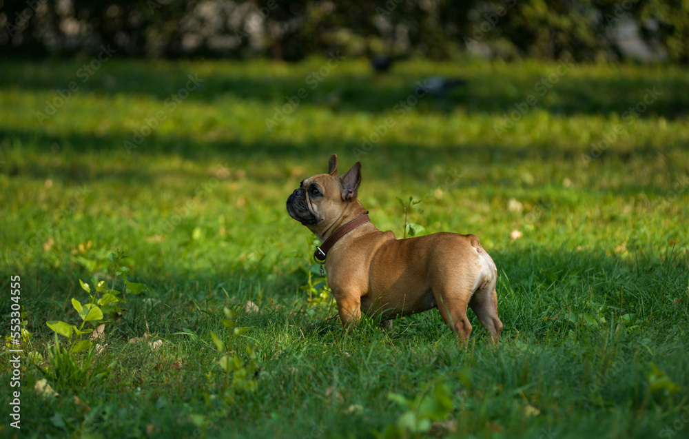 French bulldog on the lawn.