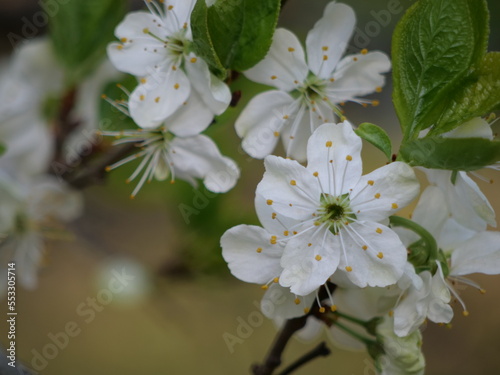 A beautiful close-up of an apple tree blossom