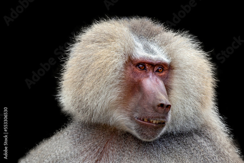Male sacred baboon isolated in closeup portrait isolated in selective focus photo