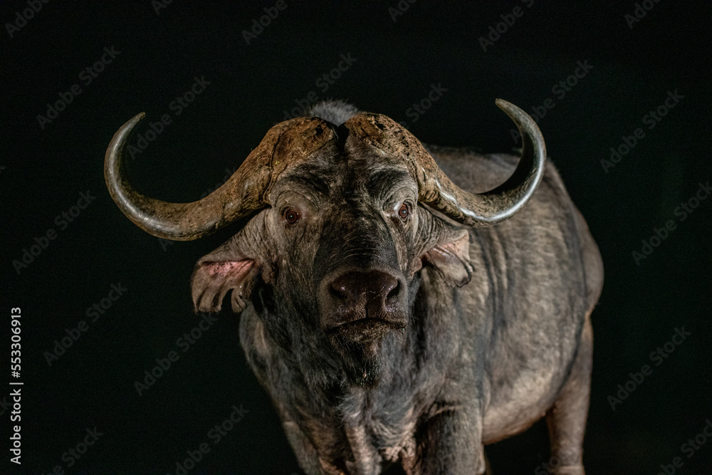 Fototapeta premium African Buffalo at a waterhole at night