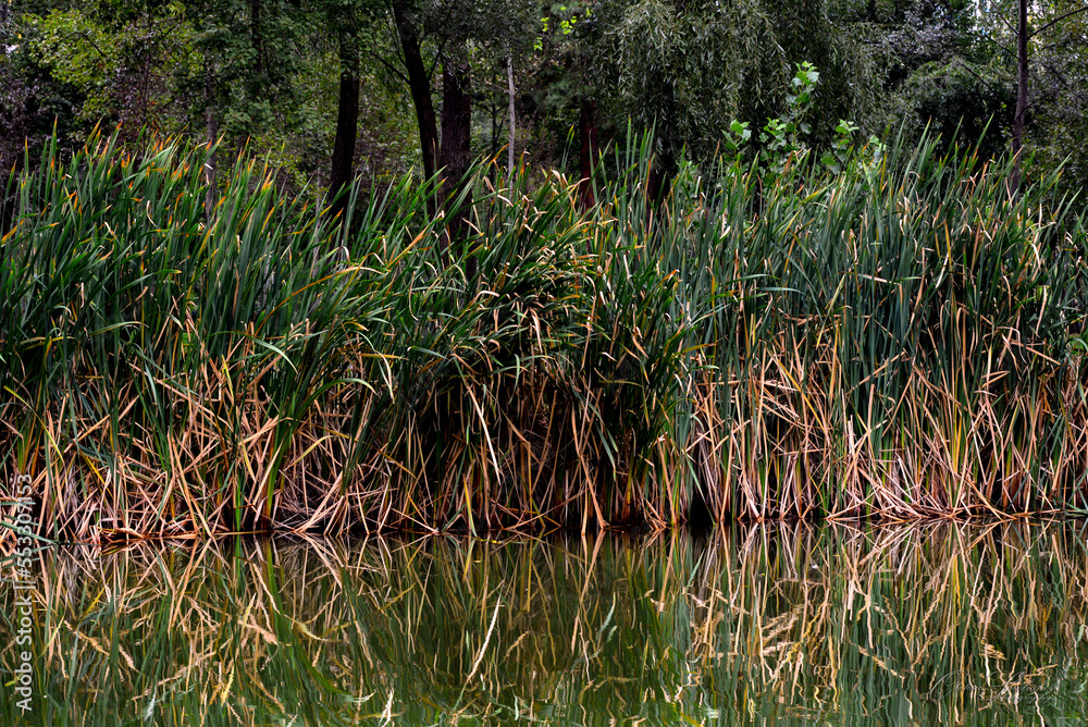 Reflection in water. Reeds on the river bank.