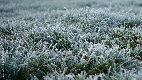 Beautiful meadow covered in first frost