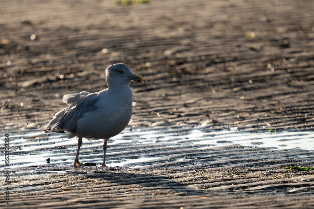 Fototapeta premium Möwe im Meer vor Sandstrand