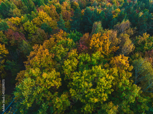 View from the drone on the autumn forest. Beautiful autumn landscape forest concept, colorful trees.