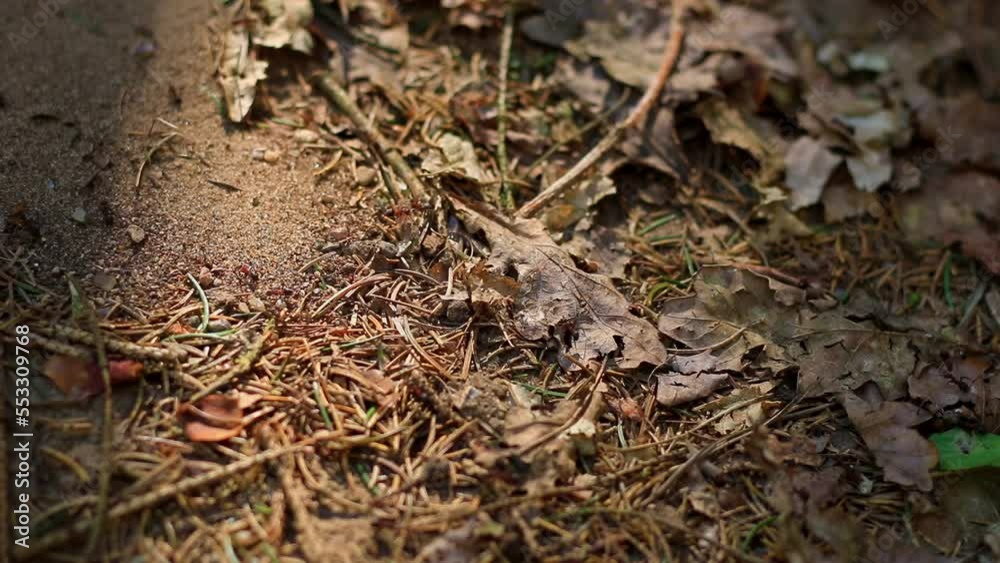 Ants walking one after the other across a forest floor macro
Ants walking one after the other across a forest floor macro