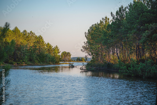 River in the middle of a pine forest, in the Landes / France