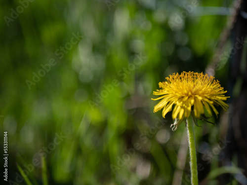 dandelion in the grass © Pikke