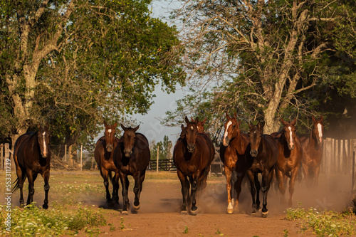 Un grupo de caballos cabalgando al atardecer © JuanMartin67