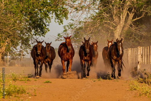 Un grupo de caballos cabalgando al atardecer © JuanMartin67