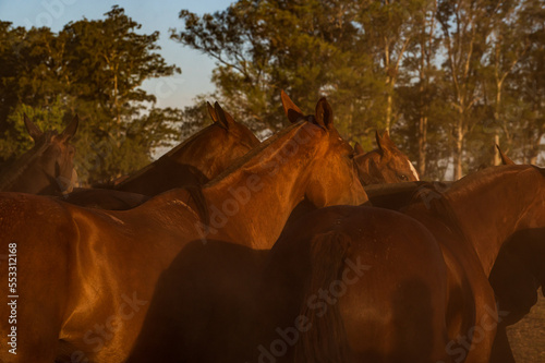 Siluetas de caballos al atardecer