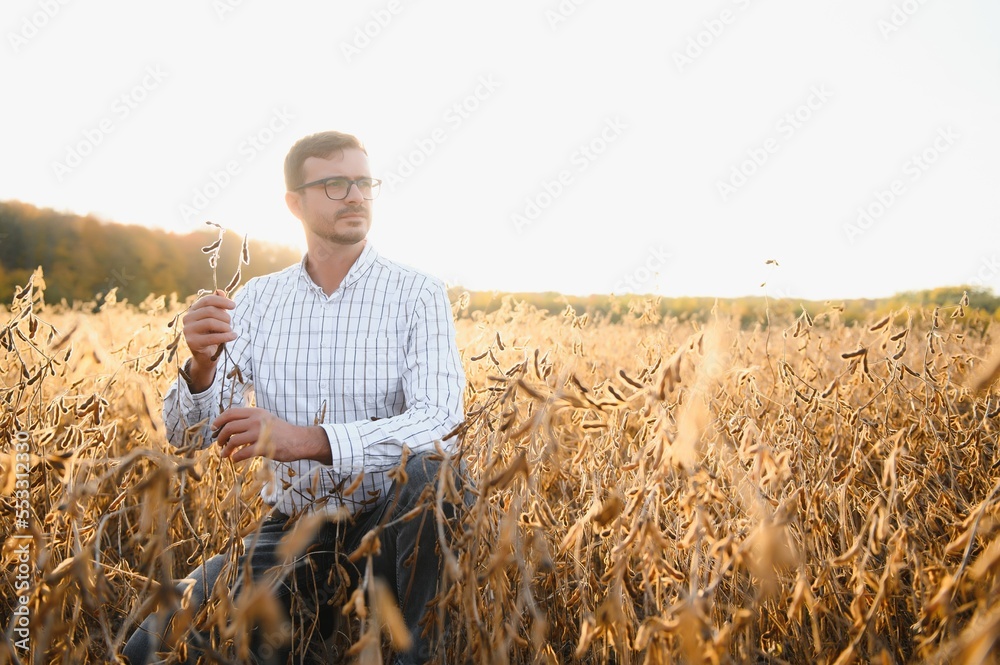 Agronomist inspects soybean crop in agricultural field - Agro concept - farmer in soybean plantation on farm Agronomist inspects soybean crop in agricultural field - Agro concept - farmer in soybean plantation on farm