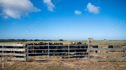 Cows and Cattle behind their Meadow Gate