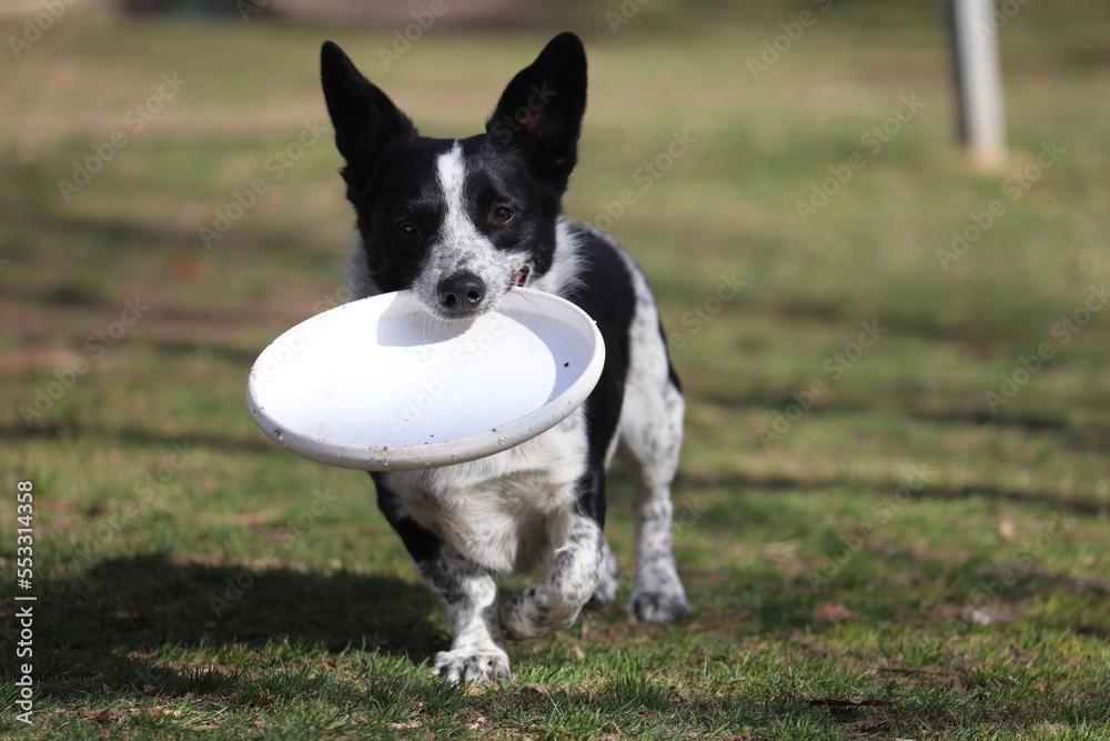 Heeler with a frisbee