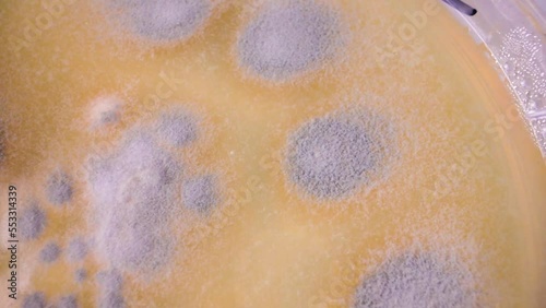 Laboratory Research of Plant Diseases. Phytoexamination of Seeds. Agriculture