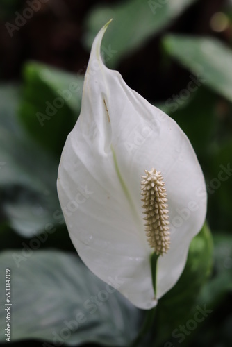 lily plant isolated garden flower 
