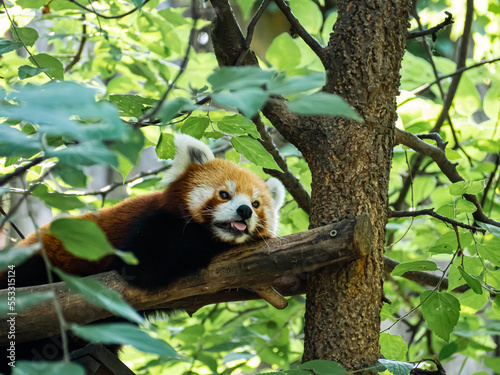 Red panda lying on a tree branch in a zoo