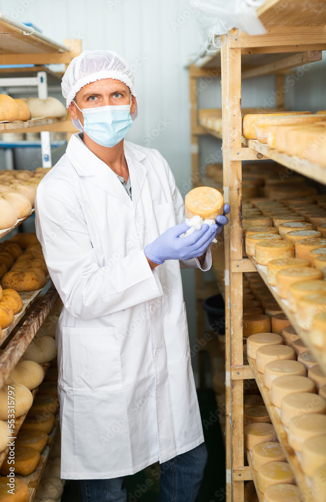 Cheese dairy worker in protective mask checks the quality of the cheese