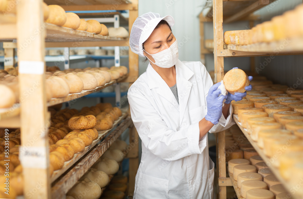 Focused Asian woman engaged in cheesemaking dressed in white uniform with cap, gloves and mask examining quality of goat cheese in ripening room of cheese factory