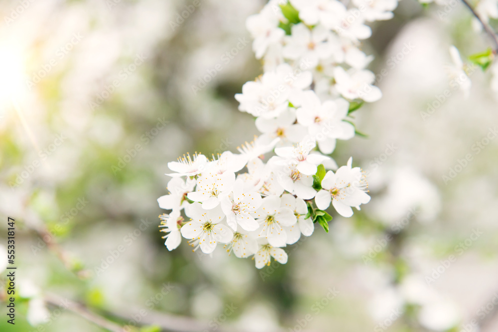 Cherry blossoms, beautiful white flowers in spring sunny day for background or copy space for text Cherry blossoms, beautiful white flowers in spring sunny day for background or copy space for text