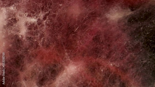 Laboratory Research of Plant Diseases. Phytoexamination of Seeds. Agriculture