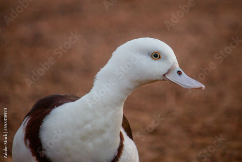 Close up of a Radjah Shelduck photo