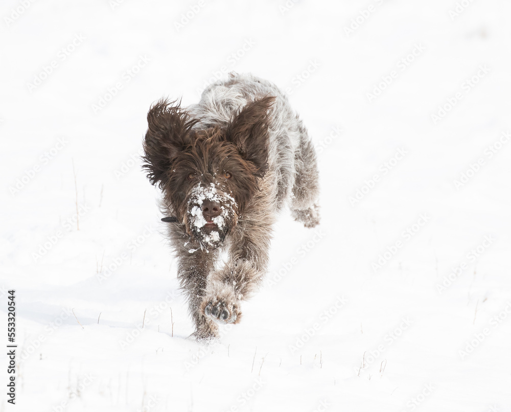 dog in snow, wirehaired pointing griffon