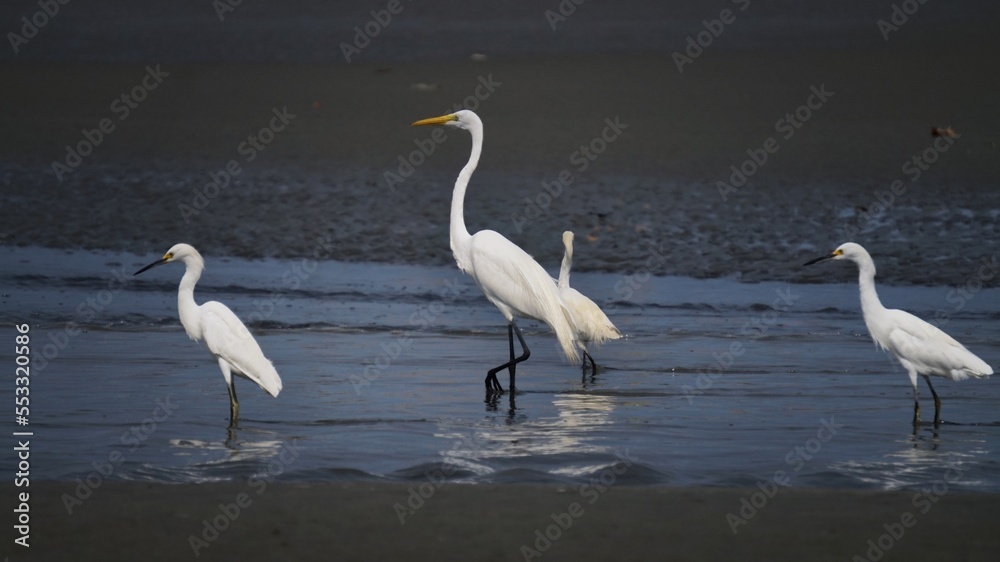 Fototapeta premium heron