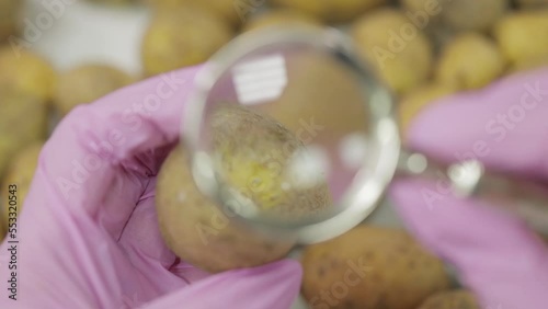 Woman expert hands in blue latex gloves cut a potato eye then take it into test-tube for further research in phytosanitary laboratory photo