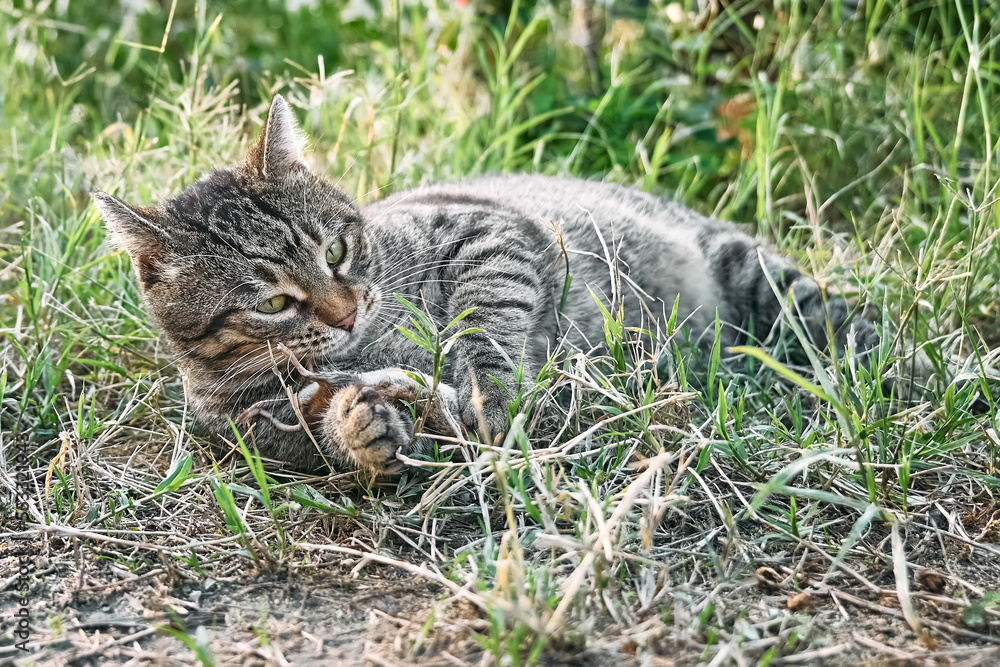 Cute tabby cat playing with the captured mouse. Gray striped cat hunting a mouse in green grass on a farm. Cute tabby cat playing with the captured mouse. Gray striped cat hunting a mouse in green grass on a farm.