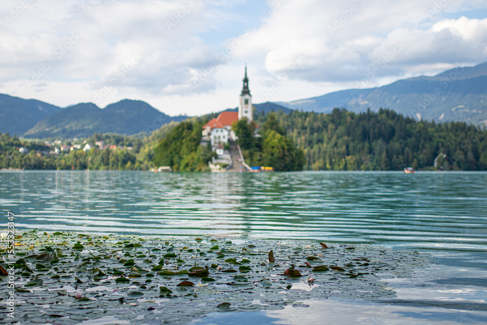 leaves floating in the lake of bled
