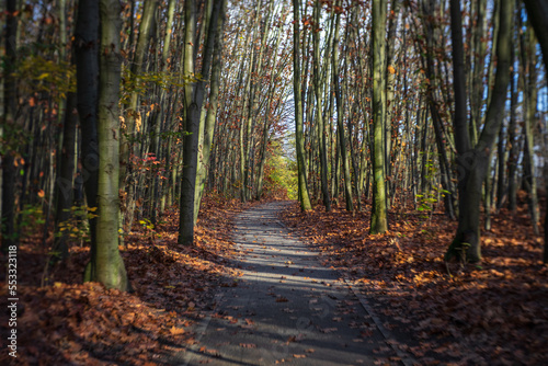 Autumn landscape. Forest trails on a sunny day. Art lens. Swirl bokeh.