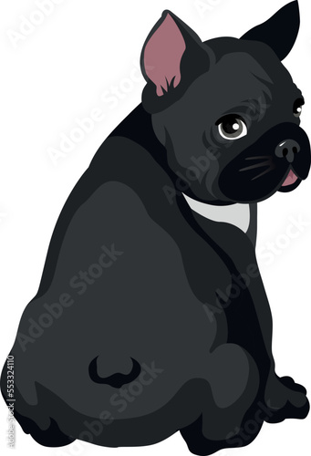 Cute black french bulldog sitting