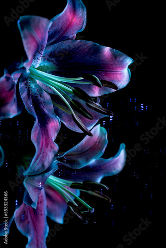 Pink Lily in Ultraviolet Light Reflected in Mirror photo