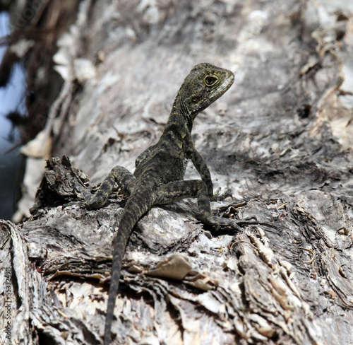 Baby water dragon lizard reptile standing on a tree trunk