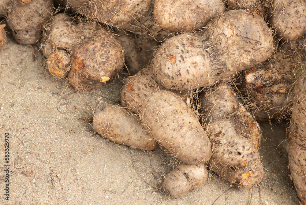 Dioscorea alata heads on nature background. Dioscorea alata heads on nature background.