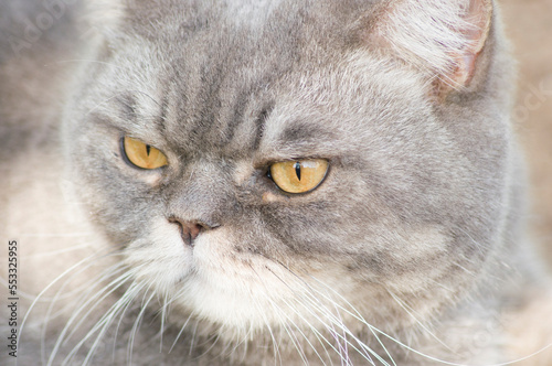 close-up portrait of a sad gray british cat with yellow eyes, favorite pet photo